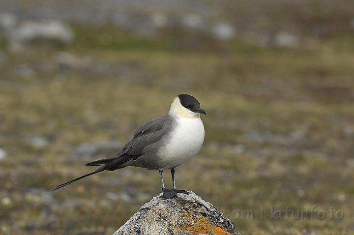 WAH006436P.jpg - Lille kjove (Long-tailed Skua) Svalbard