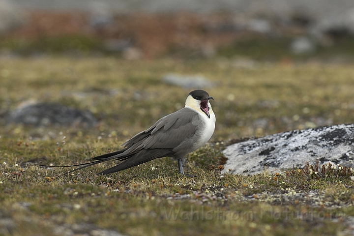 WAH006456P.jpg - Lille kjove (Long-tailed Skua) Svalbard