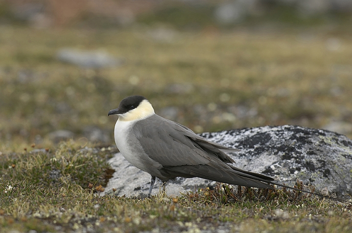 WAH006459P.jpg - Lille kjove (Long-tailed Skua) Svalbard