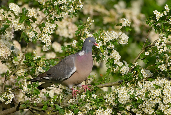 WAH007143.jpg - Ringdue (Wood Pigeon)