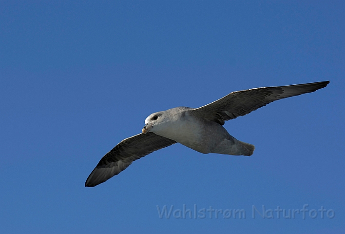 WAH007881.jpg - Mallemuk (Northern Fulmar)