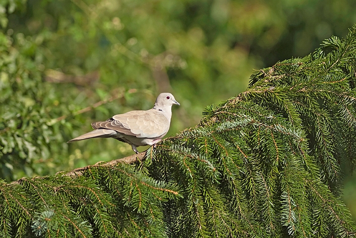 WAH010821.jpg - Tyrkerdue (Collared Dove)