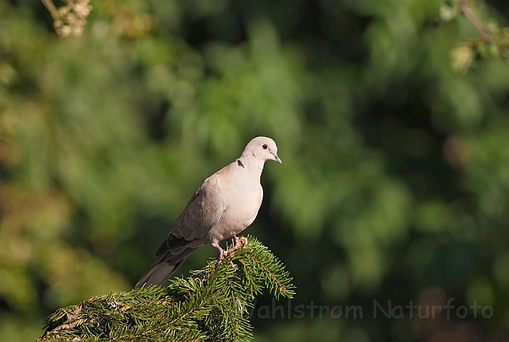 WAH010828.jpg - Tyrkerdue (Collared Dove)