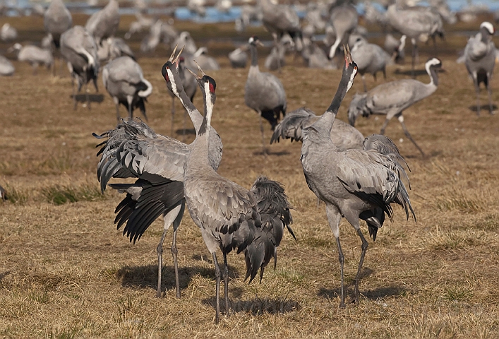 WAH012465.jpg - Traner (Cranes)