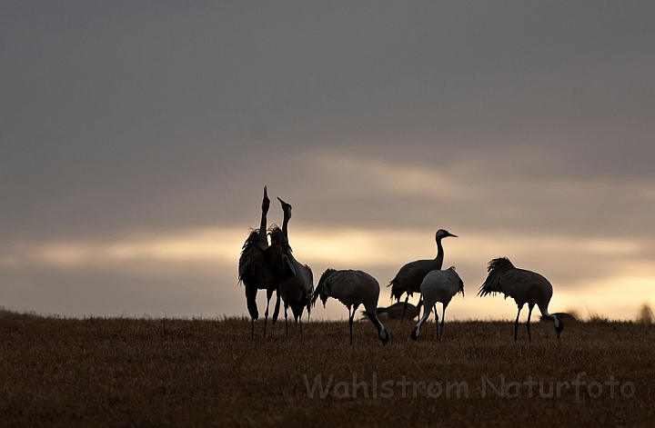 WAH012501.jpg - Traner (Cranes)