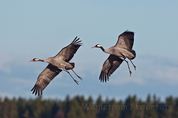 WAH012571.jpg - Traner (Cranes)