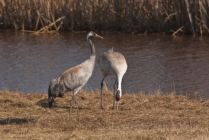 WAH012605.jpg - Tranepar (Cranes)