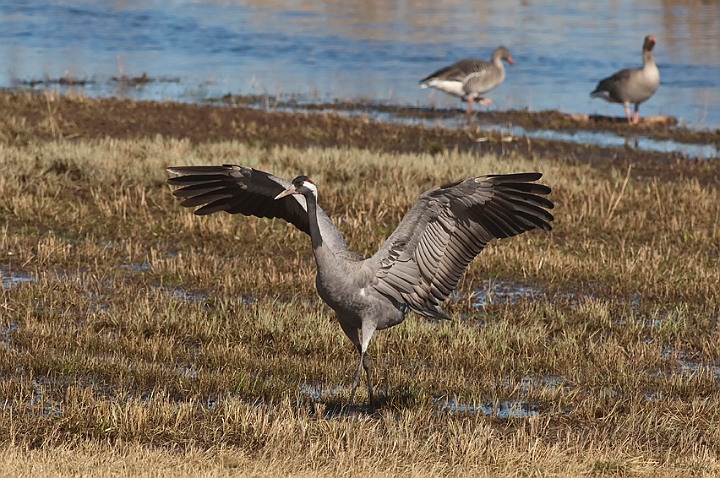 WAH012629.jpg - Trane (Crane)