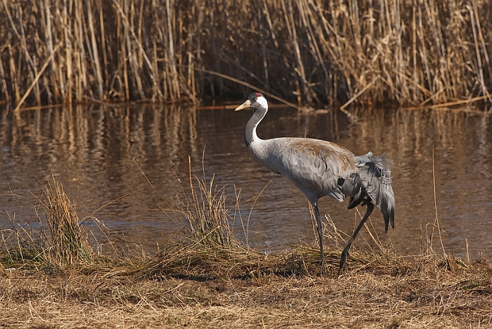 WAH012633.jpg - Trane (Crane)