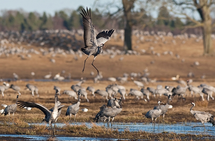 WAH017460.jpg - Traner (Cranes), Hornborgasjön