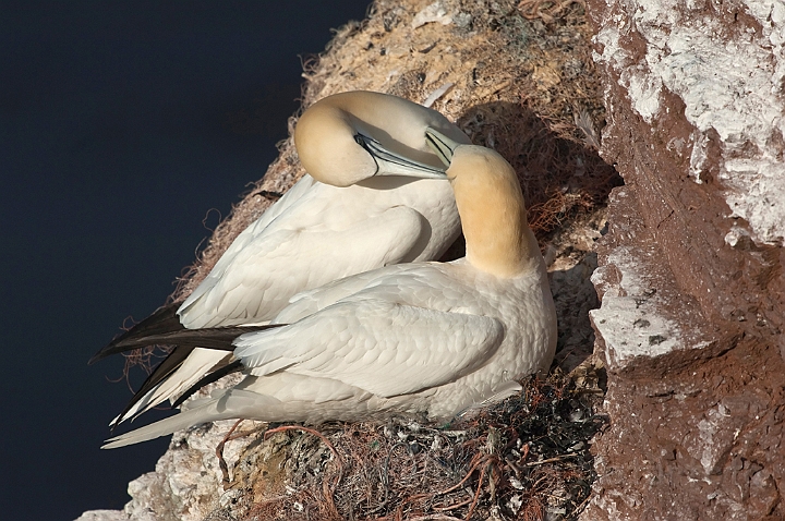 WAH017901.jpg - Suler (Gannets)