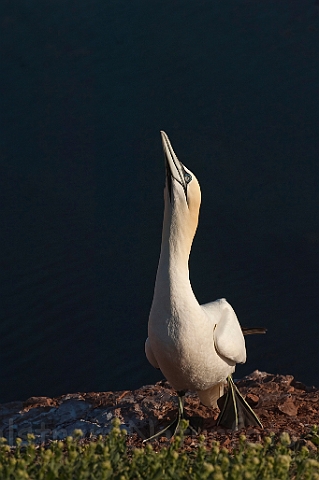 WAH017940.jpg - Sule (Gannet)