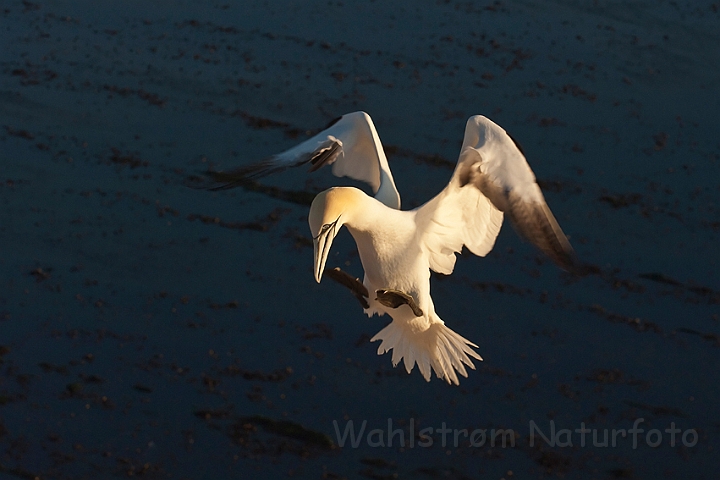 WAH017978.jpg - Sule (Gannet)