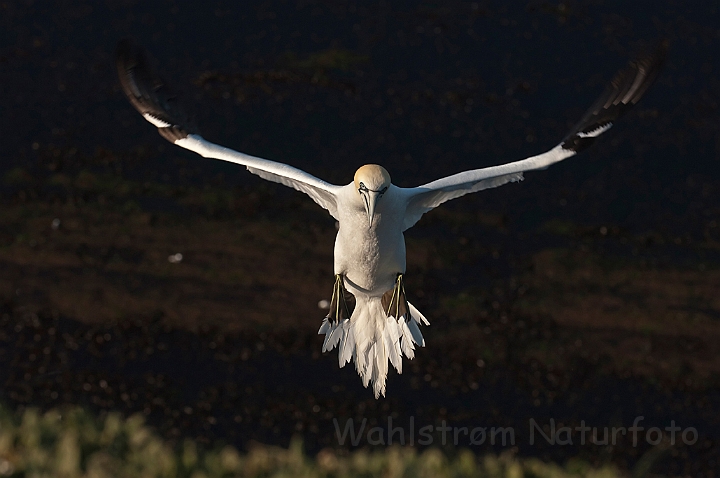 WAH018062.jpg - Sule (Gannet)