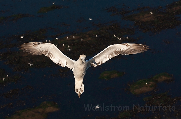 WAH018063.jpg - Sule (Gannet)