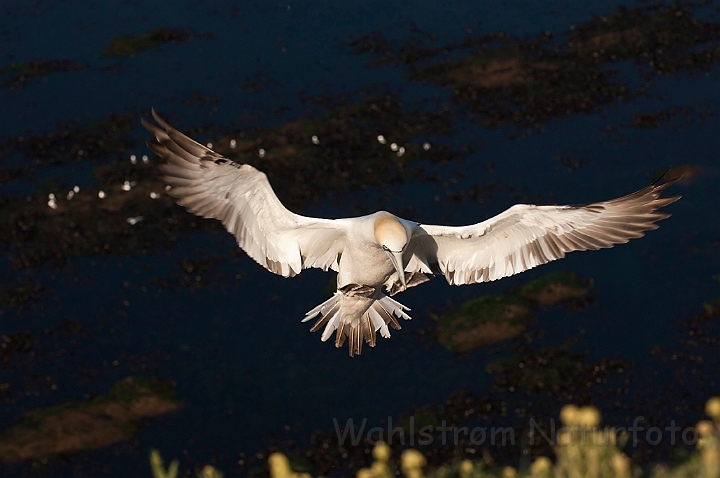 WAH018065.jpg - Sule (Gannet)