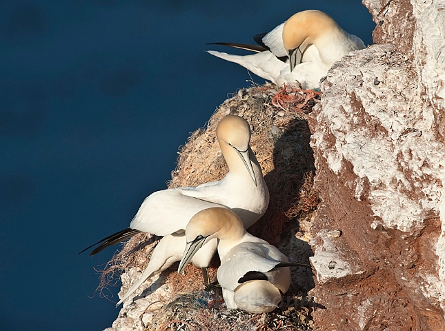 WAH018133.jpg - Suler (Gannets)