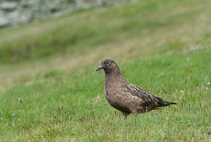 WAH018451.jpg - Storkjove (Great Skua)