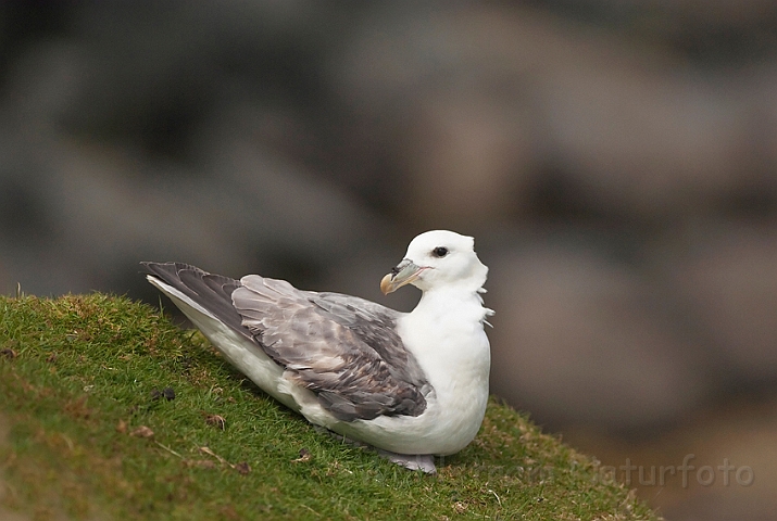 WAH023837.jpg - Mallemuk (Fulmar)