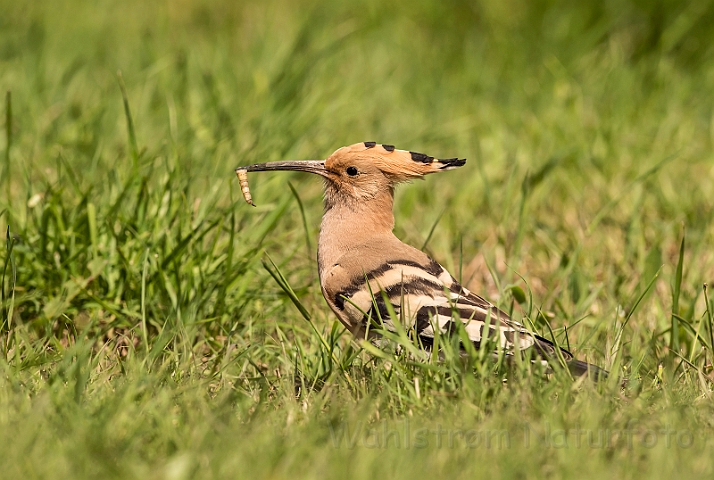 WAH028352.jpg - Hærfugl (Hoopoe)