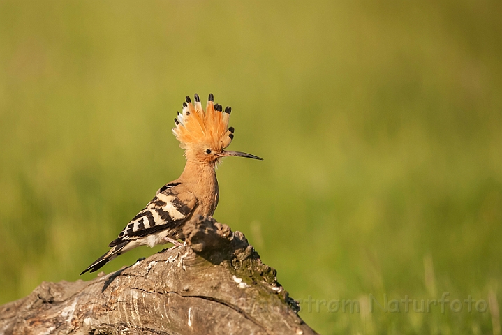 WAH028716.jpg - Hærfugl (Hoopoe)