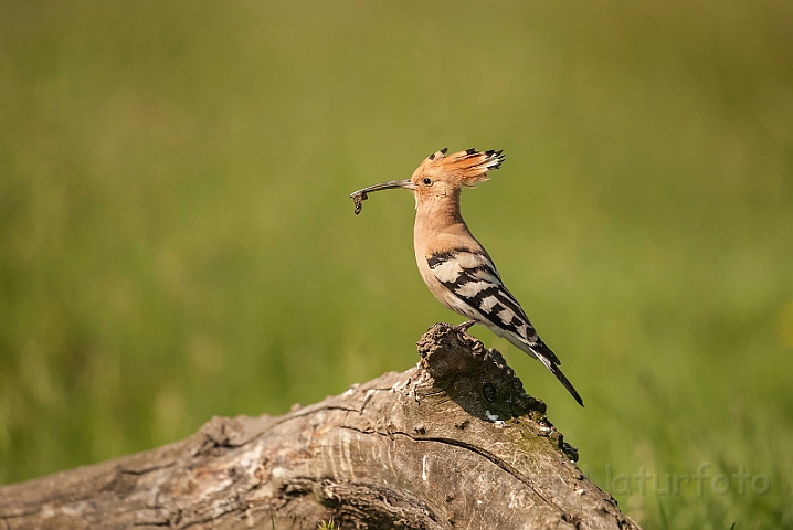 WAH028731.jpg - Hærfugl (Hoopoe)