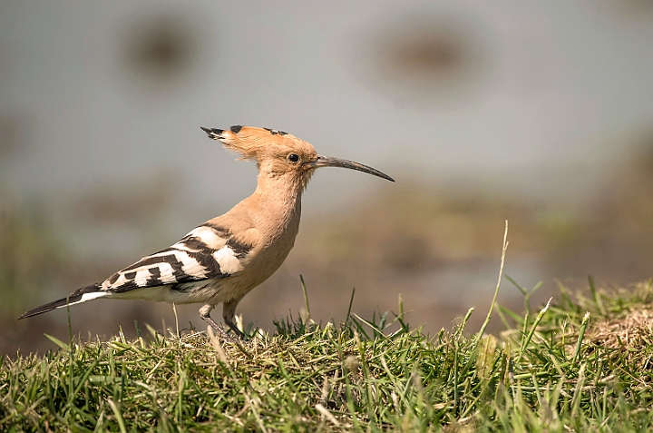 WAH028749.jpg - Hærfugl (Hoopoe)