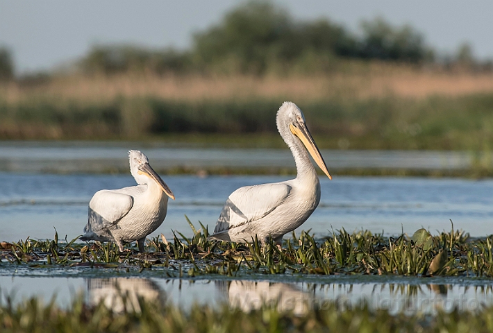 WAH030194.jpg - Krøltoppede pelikaner (Dalmatian Pelicans)