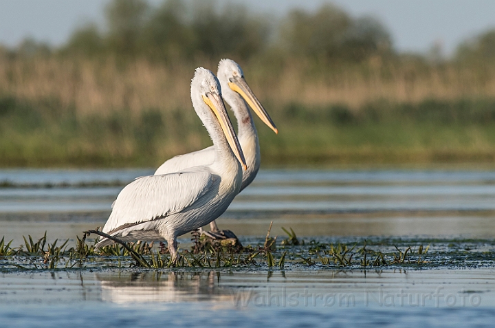 WAH030199.jpg - Krøltoppede pelikaner (Dalmatian Pelicans)