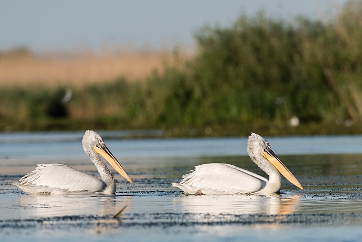 WAH030201.jpg - Krøltoppede pelikaner (Dalmatian Pelicans)