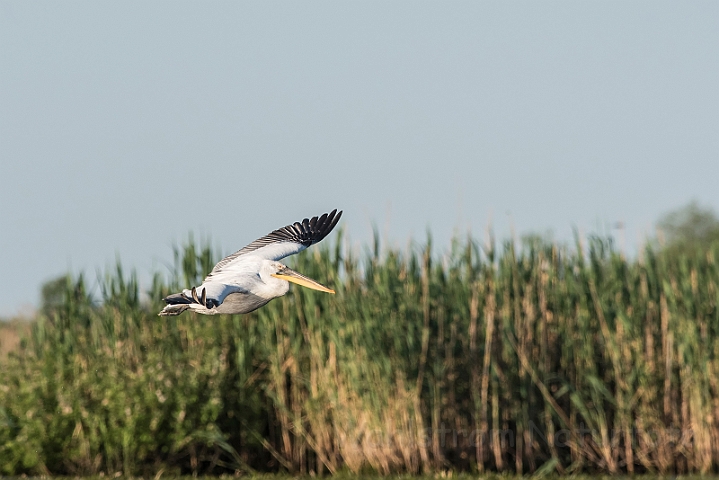 WAH030208.jpg - Krøltoppet pelikan (Dalmatian Pelican)