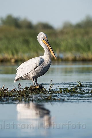 WAH030211.jpg - Krøltoppet pelikan (Dalmatian Pelican)