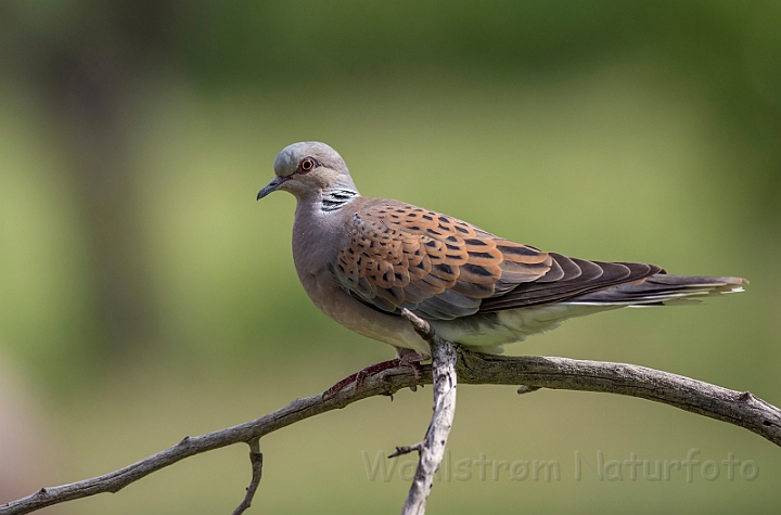 WAH030213.jpg - Turteldue (Turtle Dove)