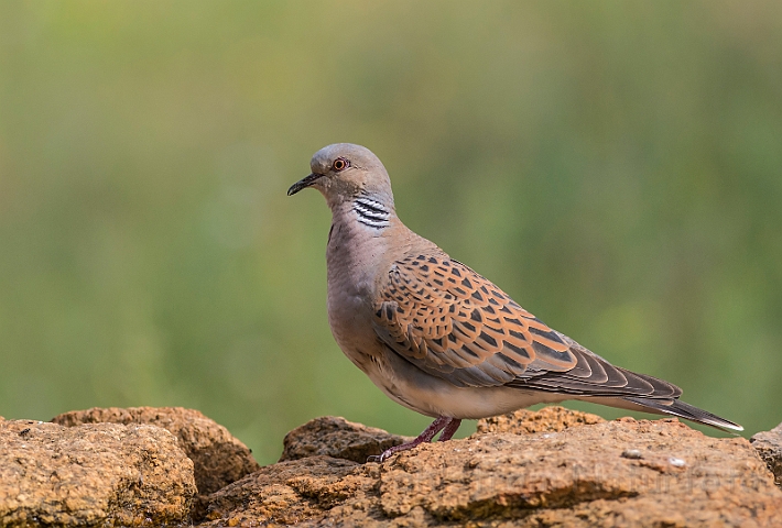 WAH030215.jpg - Turteldue (Turtle Dove)