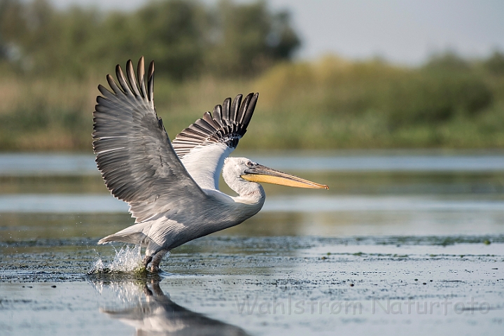 WAH030217.jpg - Krøltoppet pelikan (Dalmatian Pelican)