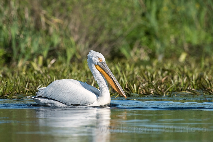 WAH030230.jpg - Krøltoppet pelikan (Dalmatian Pelican)