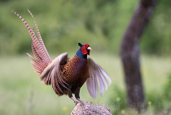 WAH030538.jpg - Fasan (Pheasant)