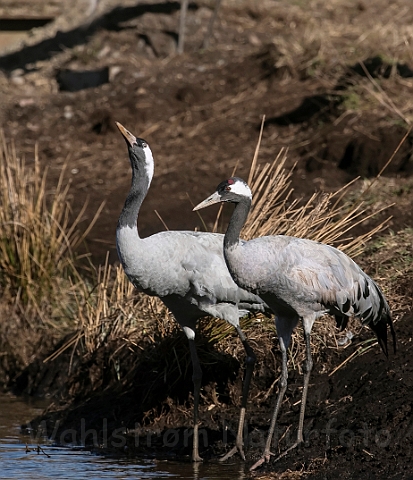 WAH031835_filtered.jpg - Traner (Cranes)