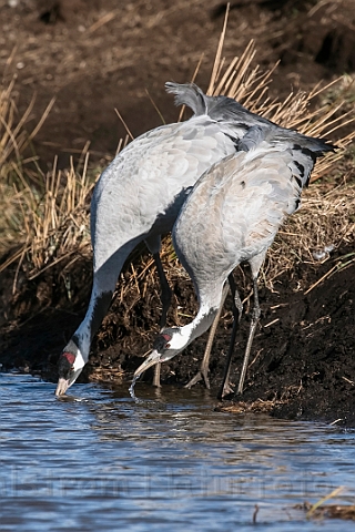 WAH031839_filtered.jpg - Traner (Cranes)