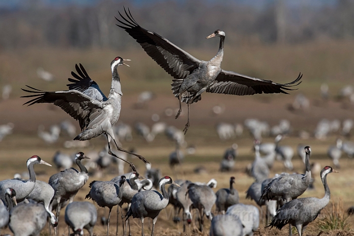 WAH031875_filtered.jpg - Traner (Cranes)