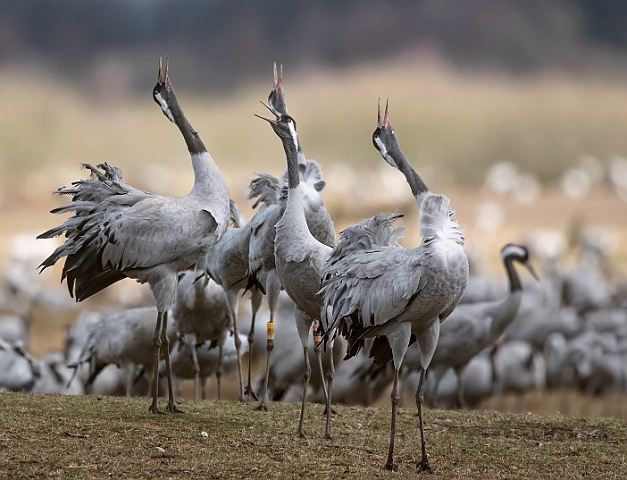 WAH031940_filtered.jpg - Traner (Cranes)