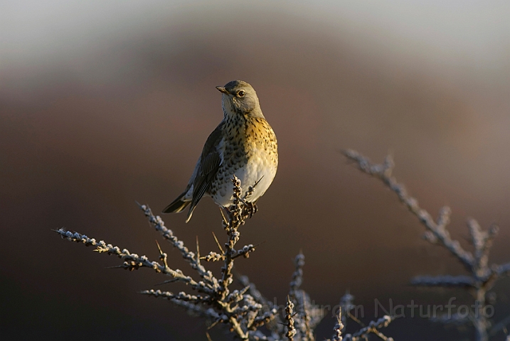 WAH008598.jpg - Sjagger (Fieldfare)