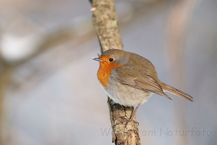 WAH011893.jpg - Rødhals (Robin)