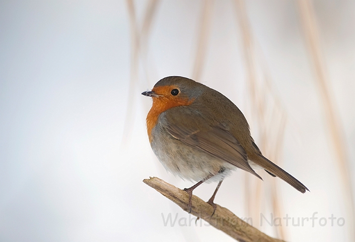 WAH011899.jpg - Rødhals (Robin)