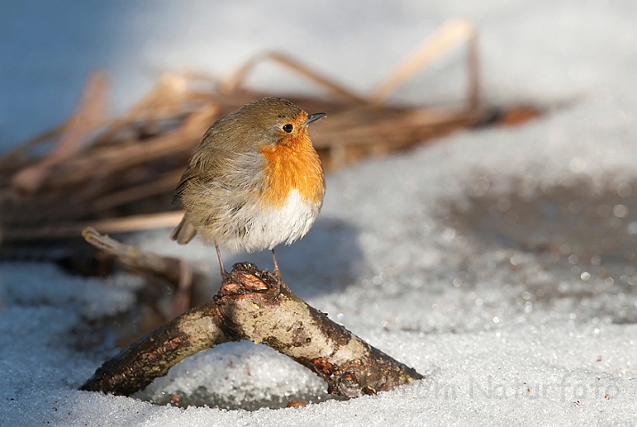 WAH012182.jpg - Rødhals (Robin)