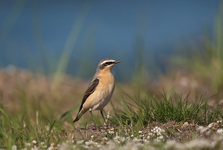 WAH013494.jpg - Stenpikker, han (Wheatear, male)