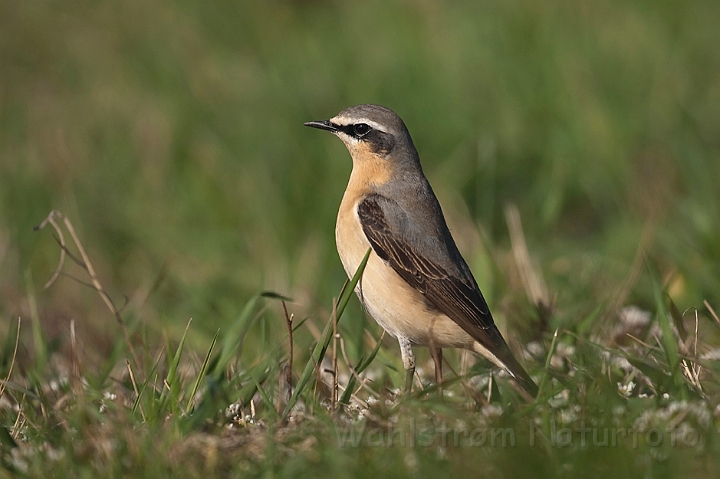 WAH013502.jpg - Stenpikker, han (Wheatear, male)