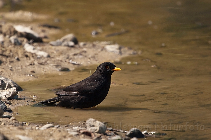 WAH023358.jpg - Solsort, han (Blackbird, male)