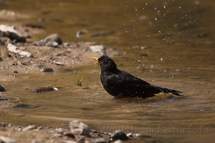 WAH023363.jpg - Solsort, han (Blackbird, male)