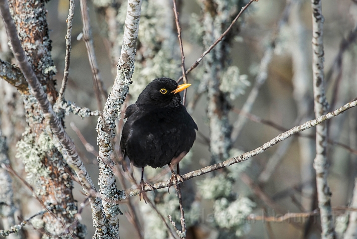 WAH025616.jpg - Solsort (Blackbird)